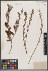 Foto von Salix aurita L. x Salix repens L.